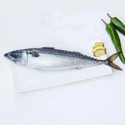 China High Quality Frozen Seafood Fresh Frozen Mackerel Pacific Fishes for sale