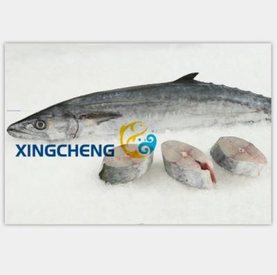 China Frozen size of WR Spanish mackerel (Scomberomous Niphonius) from FROZEN ground: 400-500g/pc, 500-700g/pc for sale