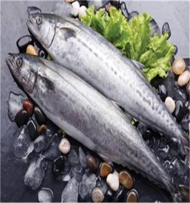 China Frozen Spanish mackerel FROZEN WR for sale