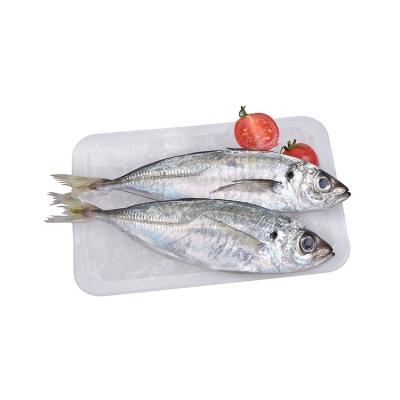 China Best FROZEN Frozen Fish of Freshness Saurels (trachurus japonicus) for sale