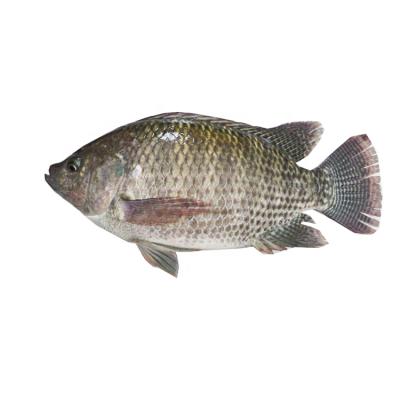 China JELLY JELLY and IQF IWP Bowel Scale Elimination Off Tilapia Fish for sale