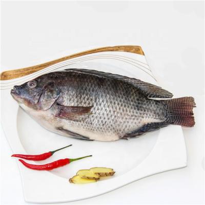 China Tech Support FROZEN Professional Frozen Tilapia (Oreochromis niloticus) for sale