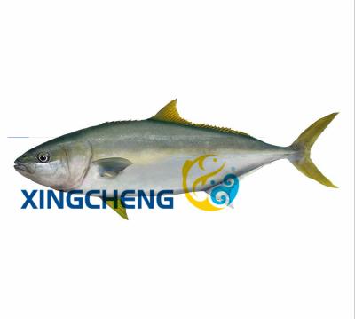 China FROZEN amberjack frozen fish for sale