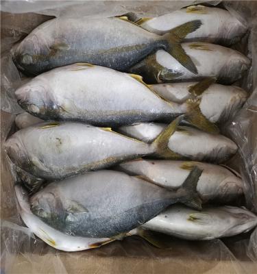 China Hot Selling Frozen Yellowtail Fish JELLY for sale