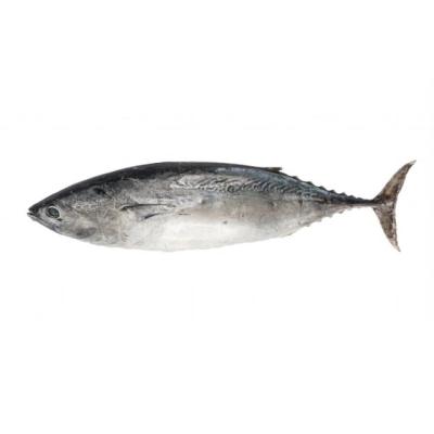 China Auxis Thazard frozen tuna from FROZEN land bonito for sale