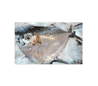 China FROZEN Frozen Moonfish from Mene Maculata for sale