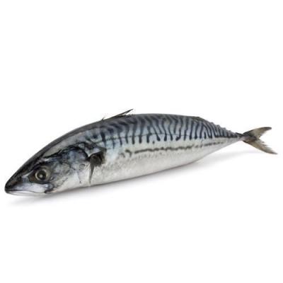 China Top Quality FROZEN Pacific Sea Mackerel Fish Whole Round BQF 500-750g for sale