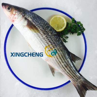 China 1kgs+ Gray Mullet Gutted Sea Fish Mullet Cephalus Frozen Block for sale