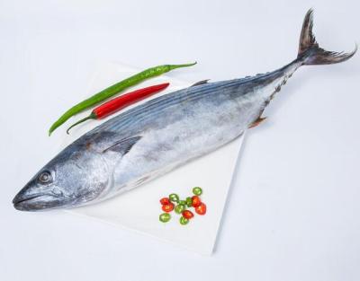 China Frozen FROZEN Sea Striped Bonito Fish Sarda Orientalis for sale