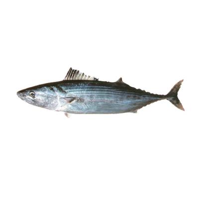 China FROZEN fresh frozen seafood, sea bonito frozen striped fish WR for sale