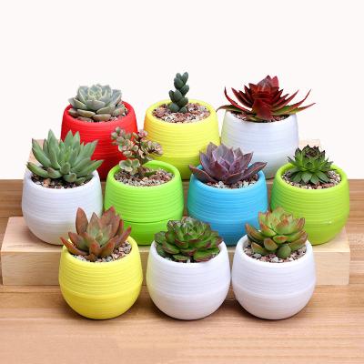 China Mini Wholesale Lovely Colorful Succulents Small Colorful Flower Pots Bulk Planters Mini Potted Plants For Garden Home Office Indoor Decoration for sale