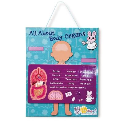 China Beautiful OEMLow MOQ Multicolor Hanging Educational Magnetic Board For Student Body Organs for sale