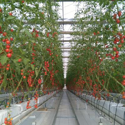 China Glass Agricultural Glass Panel Galvanized Steel Structure Greenhouse For Tomato for sale