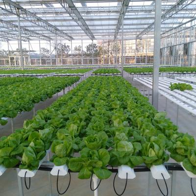 China Coverage 88%-97% Light Transmission Glass-to-Glass Lettuce Hydroponic Greenhouse for sale