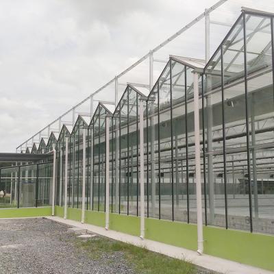 China Large Factory Price Outdoor Glass Flower Glass Greenhouse for sale