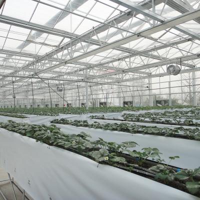 China Glass Steel Structure Low Cost Galvanized Strawberry Greenhouse for sale