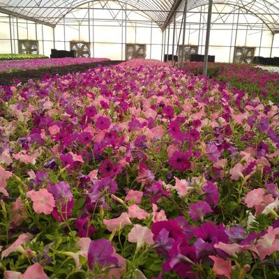 China Modular PC Sheet Polycarbonate Sheet PC Greenhouse For Flower for sale