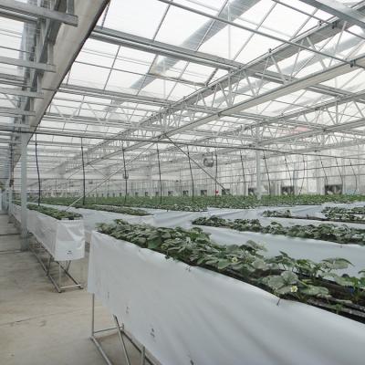 China PC Sheet UV Protection Galvanized Steel Structure Mill PC Greenhouse For Sale for sale