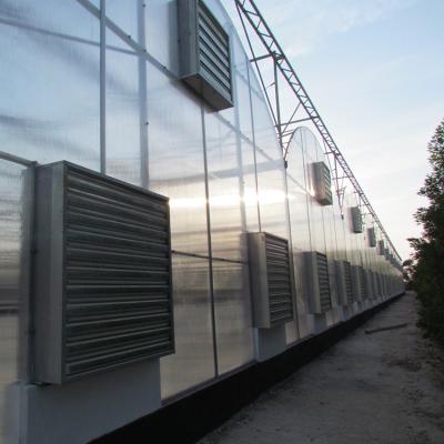 China PC Sheet Natural Ventilation PC Sheet Greenhouse For Tomato Production for sale