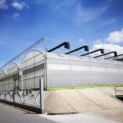 China Ultraviolet Proof PE Plastic Film Agricultural Greenhouse For Tomato Production for sale