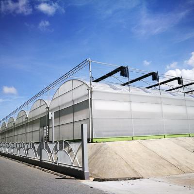 China Cheap Price PE Steel Structure Natural Ventilation Greenhouse For Grape for sale