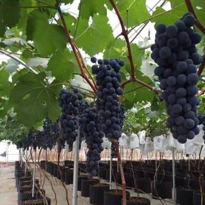 China PE China Supply Grape Greenhouse with Grape Trellising System to Malaysia for sale