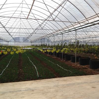 China PE Grape Plastic Sheet Greenhouse Accessories for sale