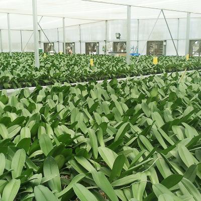 China UV Treated Galvanized PE Steel Frame Orchid Greenhouse Greenhouse Kits for sale