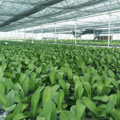 China Modular PE Plastic Sheet Tunnel Orchid Greenhouse For Sale for sale