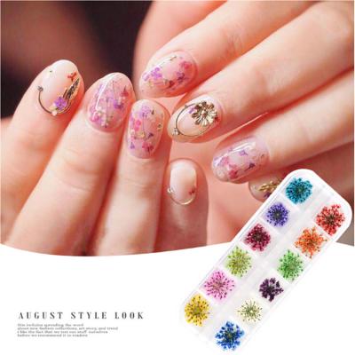 China Professional Eco-friendly 3D Natural Dried Flower Stickers Decals Good Quality Nail Art Dried Flowers for sale