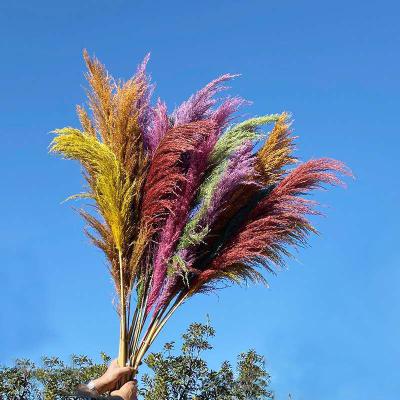 China Wedding Natural Flower Arrangements Wedding Decor Preserved Flowers Large Colorful Pampas Grass Preserved Large for sale