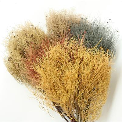 China Party Everlasting Natural Colorful Preserved Flower Fantasy Dream Grass For Home Decoration for sale