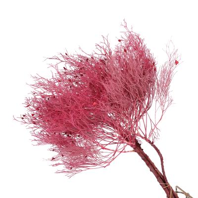 China Yunan Wholesale Durable Preserved Flowers Fluffy Feather Dream Grass Dried Decorative Grass for sale