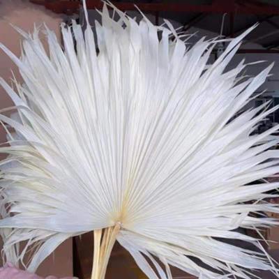 China Popular bleached white dry palm leaves of natural palm leaves large for wedding decoration for sale