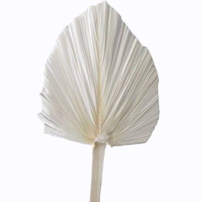 China Party Second Hand Wholesale Bleached White Dried Palm Leaves Palm Leaves Dried Palms Spear For Flower Arrangement for sale