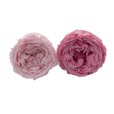 China Natural High Quality Colorful Preserved Flowers Austin Roses For Home Decoration Eternal Austin Rose Buds Decorative Flower Popular for sale