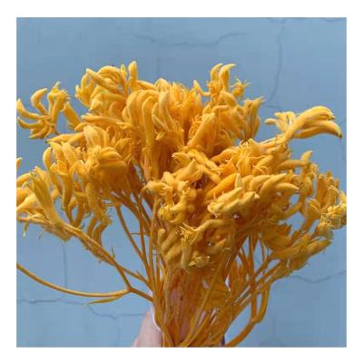 China Durable Decorative Flowers Preserved Australian Kangaroo Paw Anigozantho Dried Artificial Foliages for sale