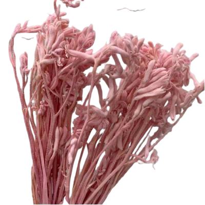 China New Preserved Australian Kangaroo Paw Dried Artificial Natural Flower Decorative Flower Foliages for sale