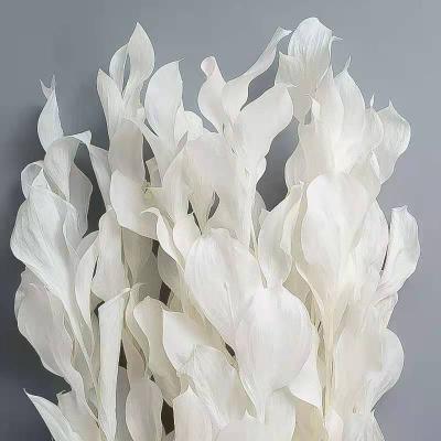 China Real Preserved Flower Touch Wedding Decoration Dried Big Leaves Artificial Decorative Preserved Ruscus Flower for sale