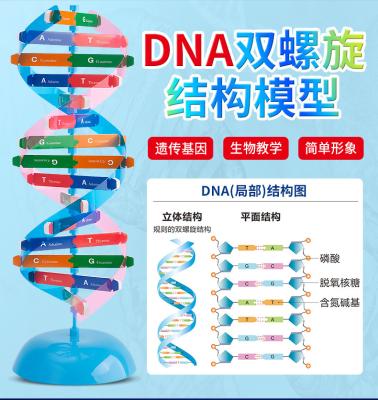 China DIY Science Dna001 Biology DNA Biology Primary School Kindergarten Middle School Structure Model Children Educational Students Models for sale