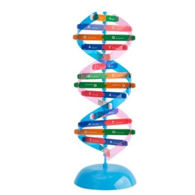 China The DNA Model Biology DNA Structure Physical Experiment Equipment Experiment Educational Model Instrument Teaching Aid Dna001 for sale