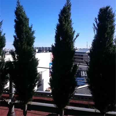 China Minimalist Wholesales Artificial Cypress Trunk Fiberglass Landscape Tree Artificial Pine For Park Landscape Decoration for sale