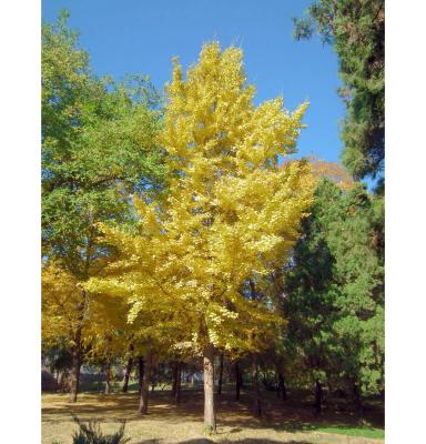 China Environmental maidenhair tree, small large cheap artificial plastic ginkgo tree for outdoor indoor decor for sale