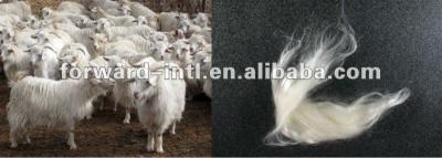 China 100% wool goat hair, goat wool, cashmere fiber for sale