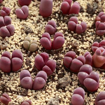 China Home double headed Optica Rubra wholesales indoor decoration lithops indoor bonsai factory for sale