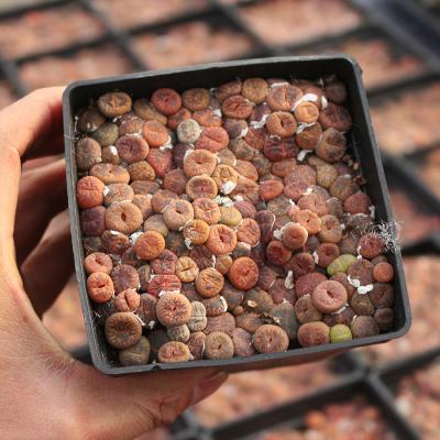 China Home Fine Raw Stone Jade Wheel Sun Flower 10*10cm Lithops Succulent Plant lithops seed pot for sale