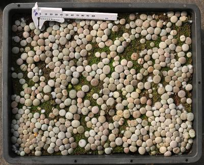 China Low price home bonsai direct selling lithops case ssp pseudotruncatella succulent plant for sale