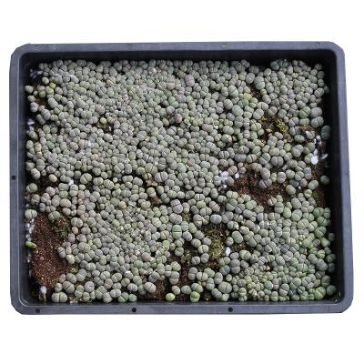 China Large otzeniana succulents teeth color life stone lithops living home lithops for sale for sale