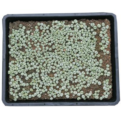 China Lingyu lJin lithops seed stone flower green home wholesale succulent plants succulent plants 37*30cm for sale