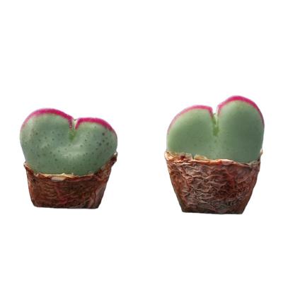 China Main Live Lithops Conophytum Red Home Edge General Wholesale For Nursery Natural Succulent Plant for sale